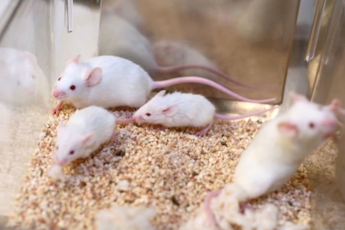 Ratones y ratas como mascotas