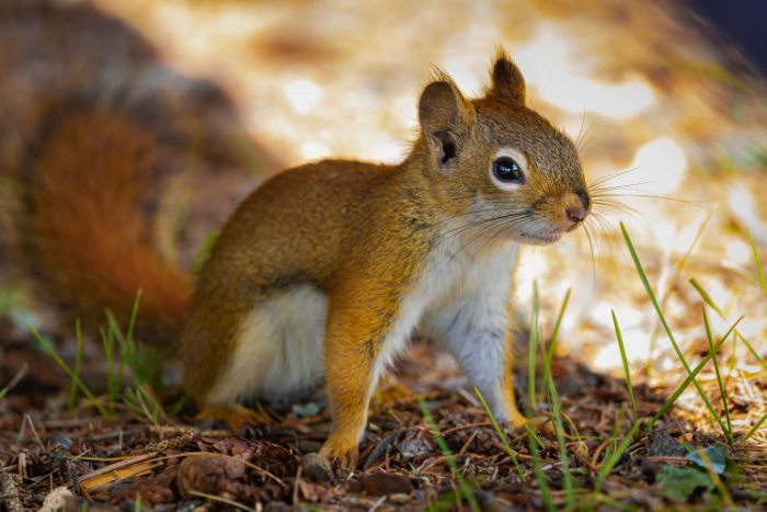 Cómo criar a una ardilla bebé