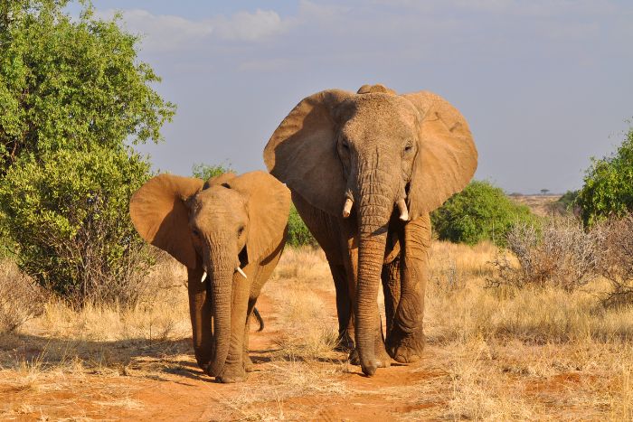 Embarazos animales sorprendentes: Curiosidades del reino animal