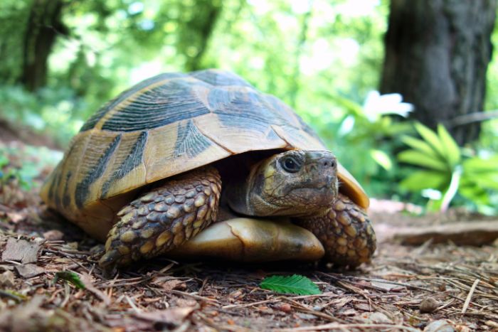 Cuidado de la tortuga de tierra