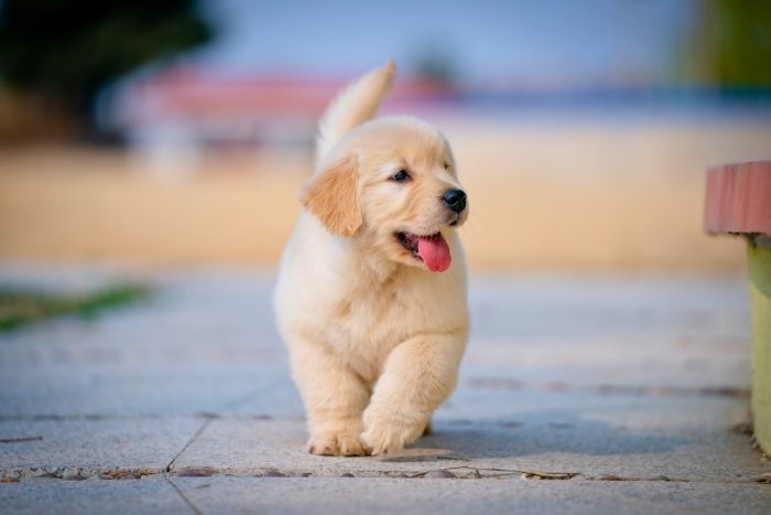 5 cuidados básicos para un perro recién nacido