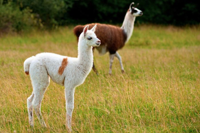 Como cuidar a una llama bebé