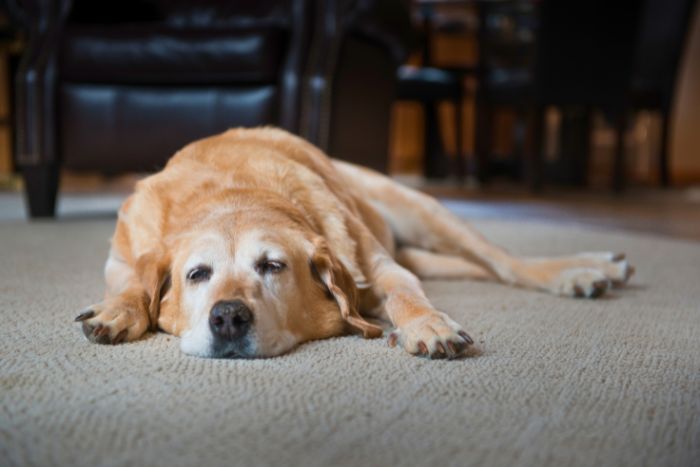 Cuidado de los perros ancianos
