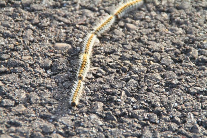 Procesionaria, la oruga que puede matar a tu perro