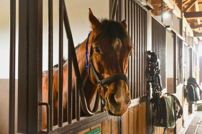 Cómo cuidar a un caballo mayor: 8 tips fundamentales