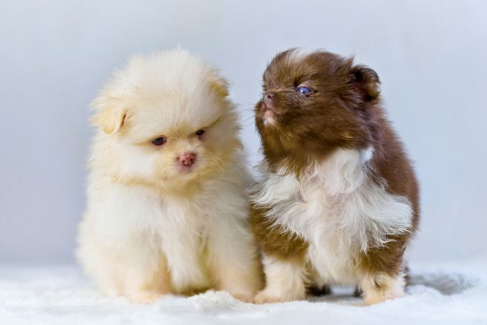 Cuidado de animales jóvenes