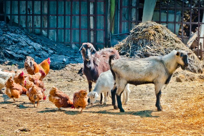 Cuidados más importantes para los animales de granja