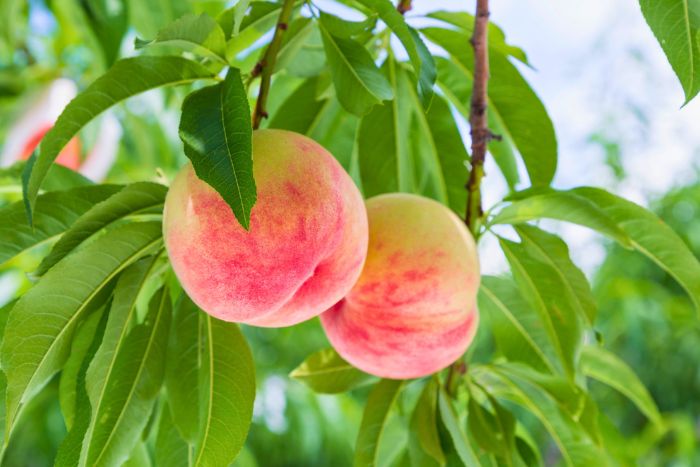 Si te gusta el durazno, bancate la pelusa