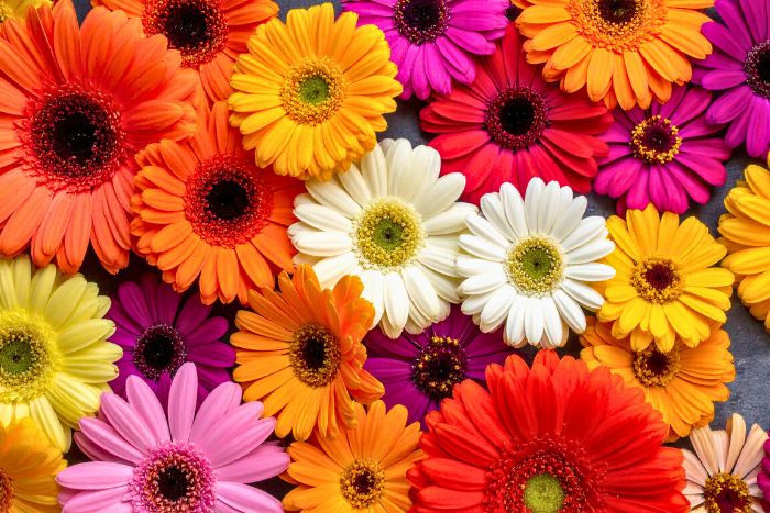 Cómo teñir flores de colores en casa. Experimento con agua para niños