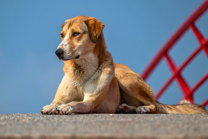 Cuidado de los perros de la calle