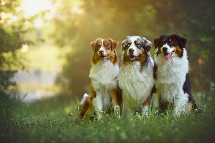 Cómo alimentar a los animales durante la transición de cachorros a adultos