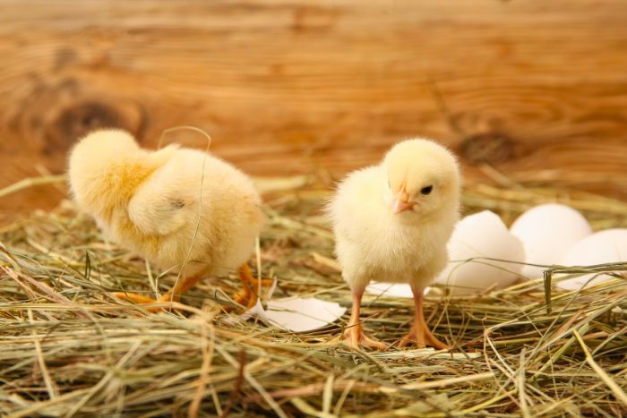 Recomendaciones de cuidado para pollitos (pollitos bebés)