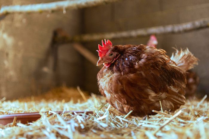 Criar gallinas ponedoras: Cuidados esenciales y técnicas de manejo