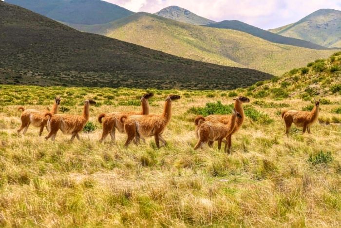 Cuidado de los chulengos Cuidado de los chulengos