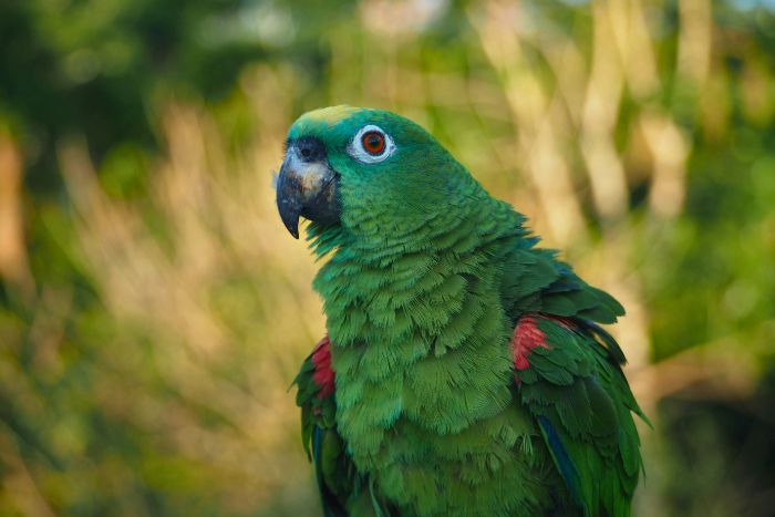 Loros: 5 cuidados básicos