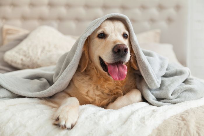 Cuidado de animales en el frío