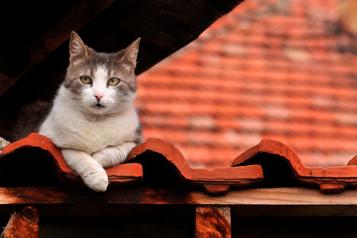Alturas peligrosas (en casa) para un gato