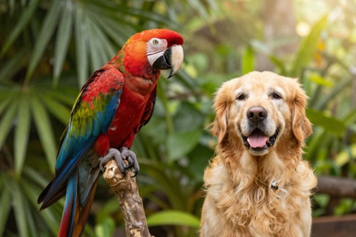 ¿En qué se parecen un guacamayo y un perro?