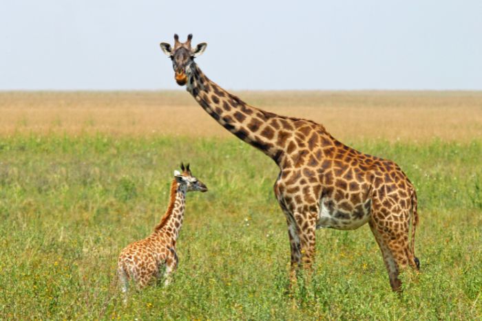 Cuidado de las jirafas bebés