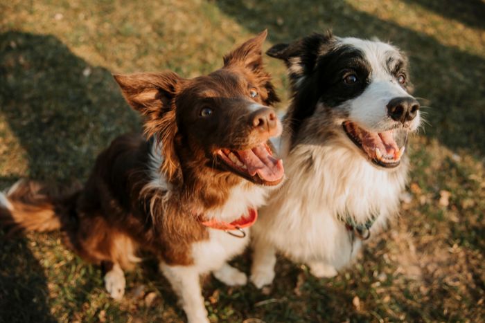 Abotonamiento en perros: Todo lo que necesitas saber sobre este curioso comportamiento