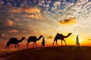 Cuidado de los camellos