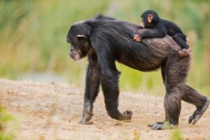 El cuidado un chimpancé bebe
