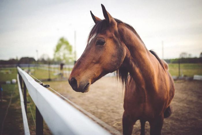 Cómo cuidar a un caballo anciano Cómo cuidar a un caballo anciano