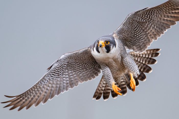 Animales exóticos: cómo cuidar aves rapaces