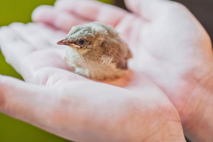 Alimentar pichones caídos del nido